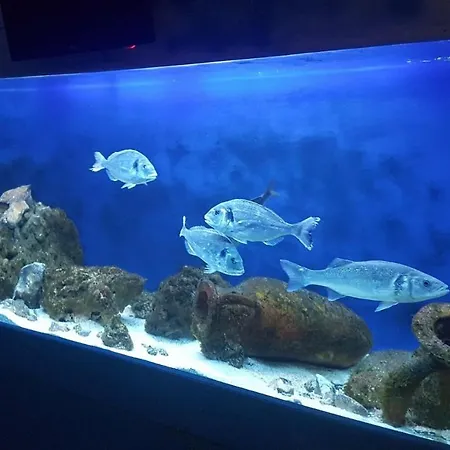 Apartment My Adriatic With Private Garden And Garage