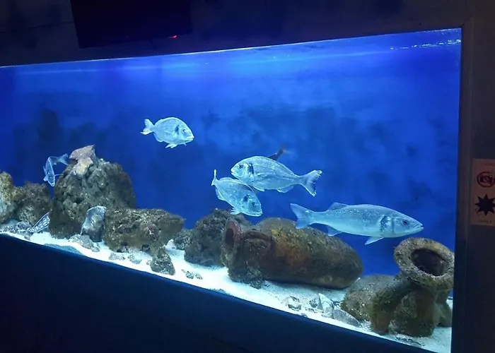 Apartment My Adriatic With Private Garden And Garage